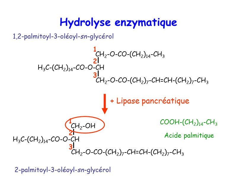 1,2-palmitoyl-3-oléoyl-sn-glycérol 2-palmitoyl-3-oléoyl-sn-glycérol Hydrolyse enzymatique